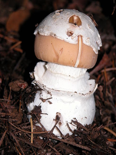 Amanita breckonii